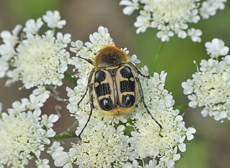 Cetoniidae: Trichius fasciatus? No, T. gallicus (= zonatus)